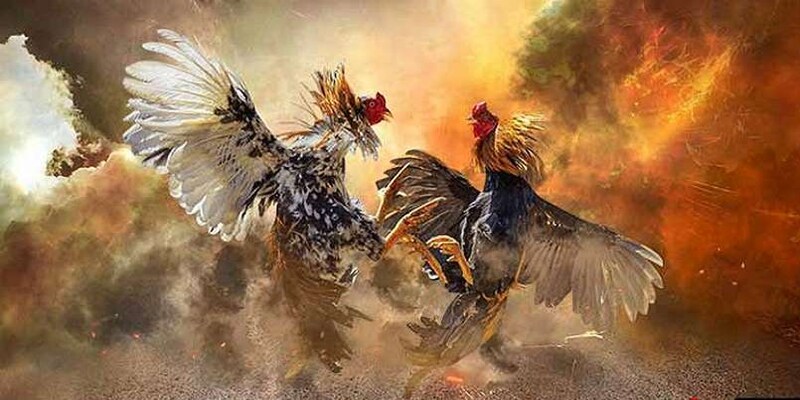 Đôi nét thông tin giới thiệu qua về đá gà nòi